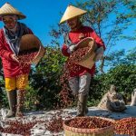3 Destinasi Ini Tawarkan Tur Wisata Seru Bertema Kopi