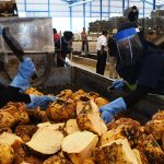 Ragam Produk Olahan dan Kuliner dari Tanaman Porang, Sehat dan Rendah Kalori