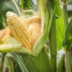 Manfaat Rambut Jagung untuk Kesehatan